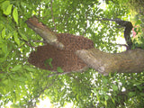 Rydning af hvepsebo